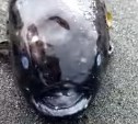 Жуткое морское существо нашли во время отлива на Курилах