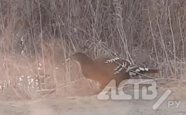 В Смирныховском районе редкая птица попала в объектив местных жителей