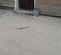 Еще одна ядовитая змея испугала горожан в центре Южно-Сахалинска 