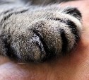 Сахалинцу грозит три года тюрьмы за жестокое убийство кота