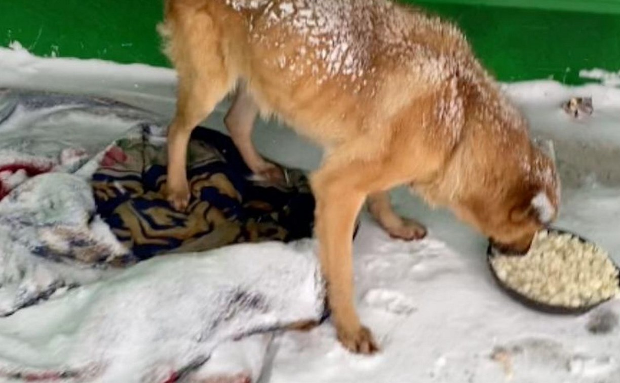 Сахалинка спасла больного уличного пса от чиновников, которые "хотели его задавить или отравить"