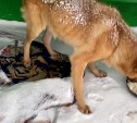 Сахалинка спасла больного уличного пса от чиновников, которые "хотели его задавить или отравить"