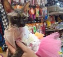 В Поронайске ищут хозяев для котёнка с необычной внешностью