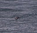 Хаски Айя на Курилах охотится за тюленями и камнями, которые на них похожи