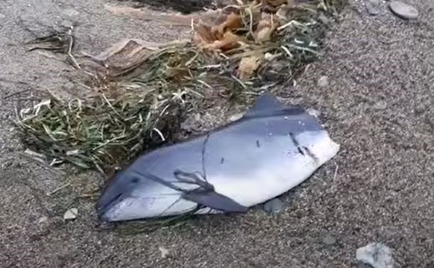В Охотском на берег моря выкинуло наполовину съеденную морскую свинью