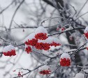 Где-то метель, а где-то без осадков: чего ждать от погоды в Сахалинской области 10 января