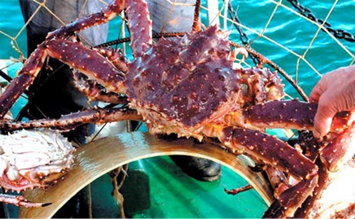 Более трех тонн краба незаконно выловили у берегов Сахалина 