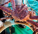 Более трех тонн краба незаконно выловили у берегов Сахалина 