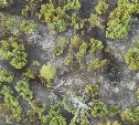 Дроны и камеры спасли сахалинские леса: площадь пожаров сократилась на 40 гектаров