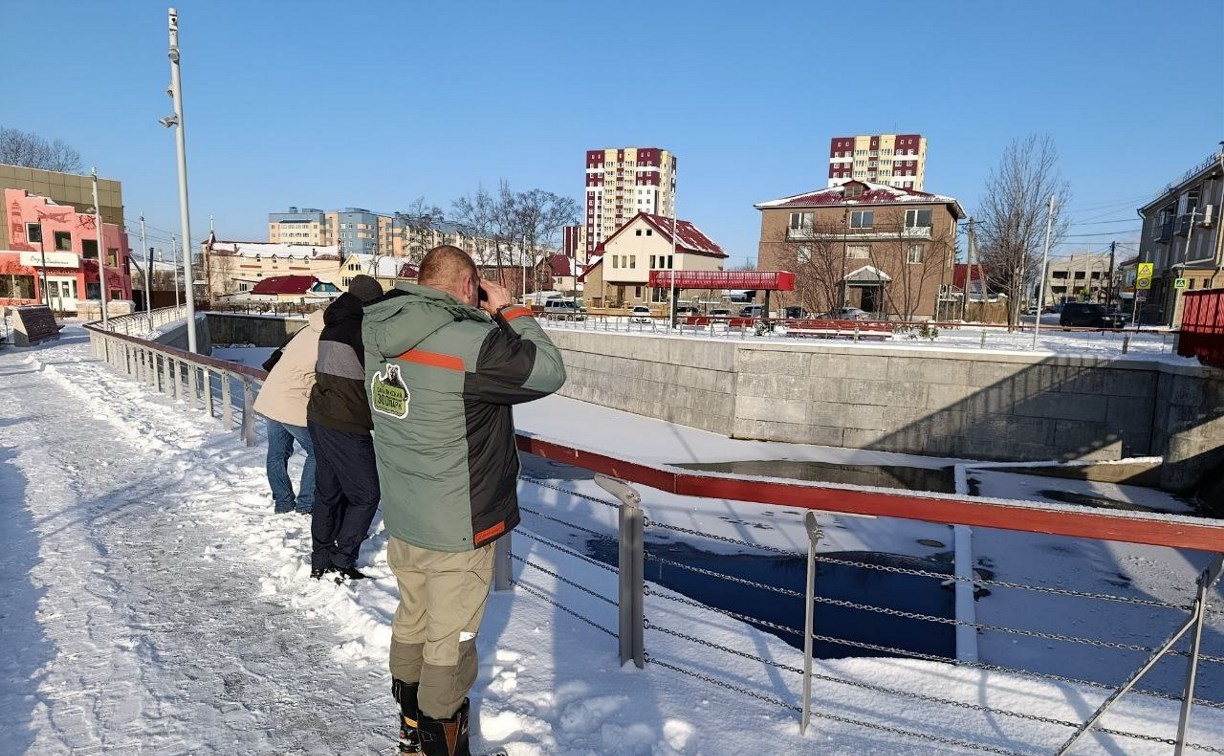 Специалисты проверили утку, оставшуюся зимовать на набережной в Южно-Сахалинске