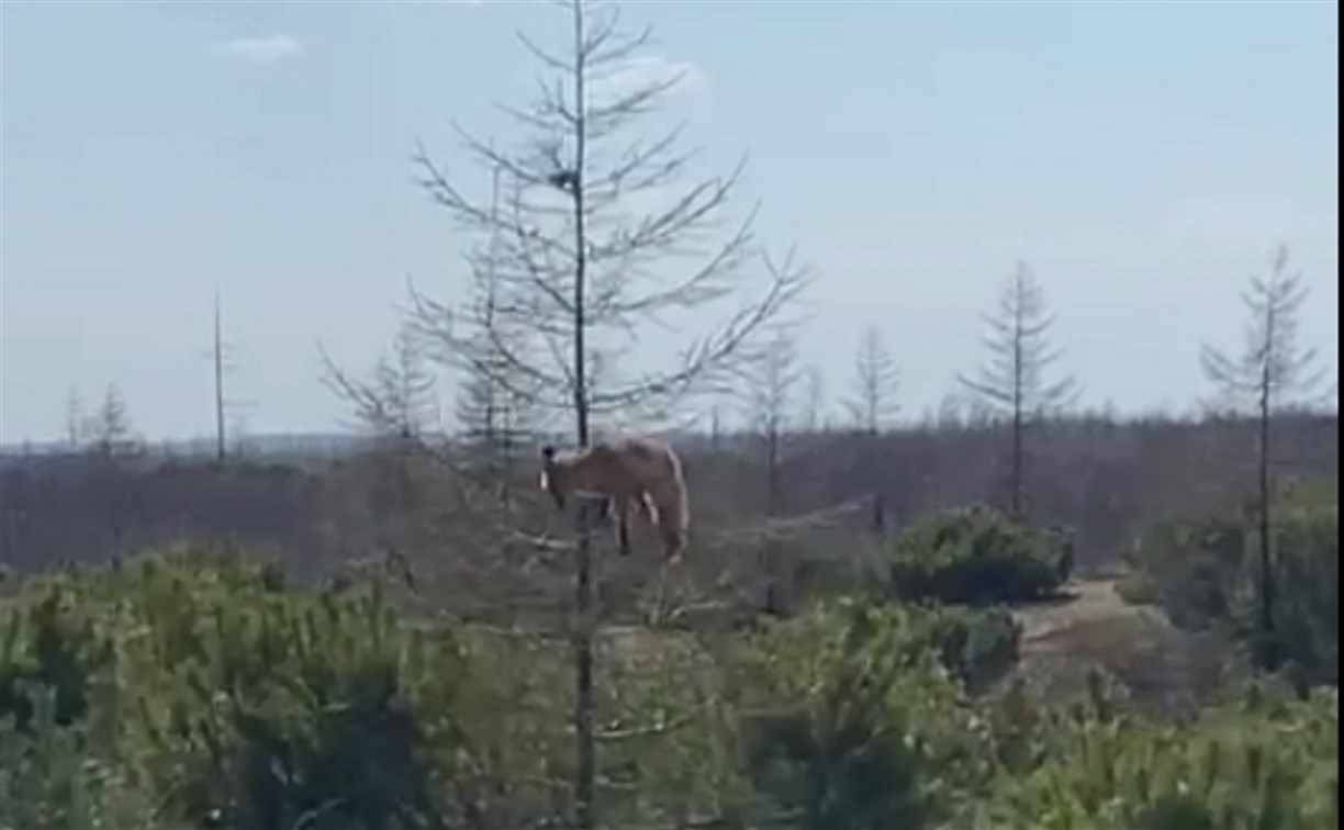 "Сиди, братан": остросюжетное видео охоты лисы на бурундука сняли на севере Сахалина 