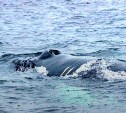 Сахалинские "Друзья океана" отправились в Териберку для спасения горбатого кита