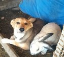 В сахалинском приюте начался голод: дружба собаки и кролика может закончиться раньше срока
