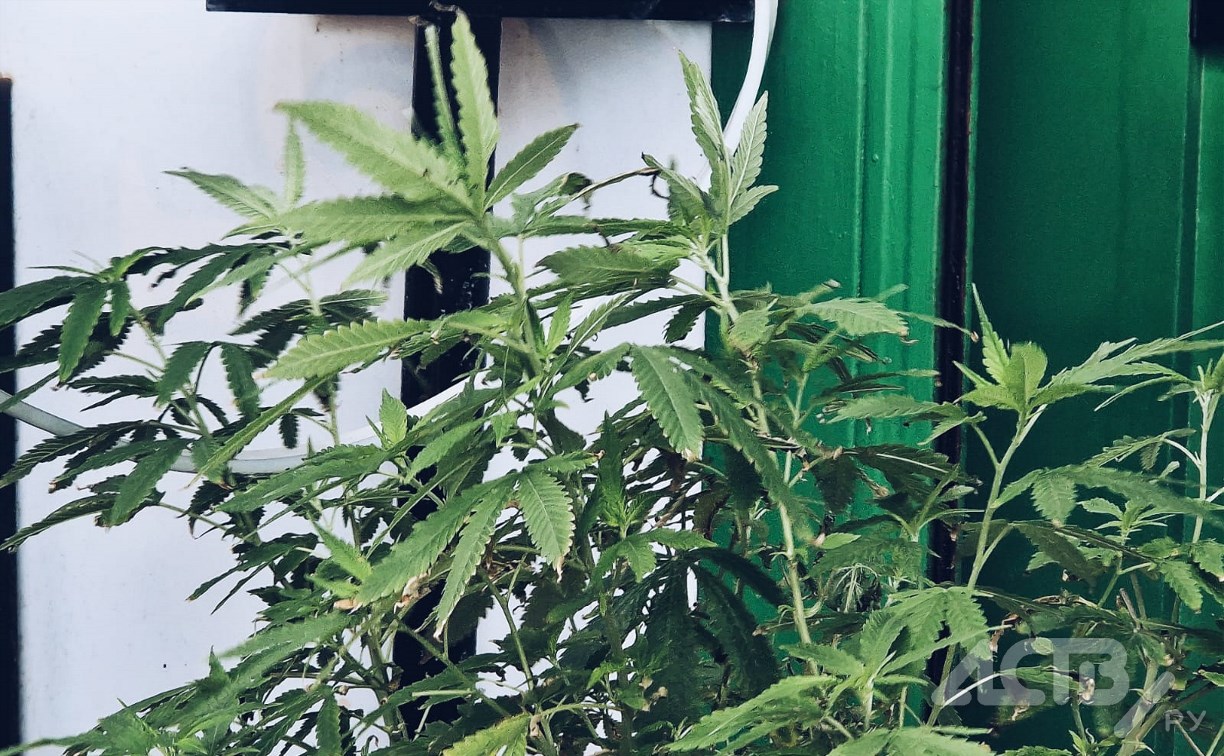 Сахалинец рассказал правоохранителям, где выращивал кусты конопли