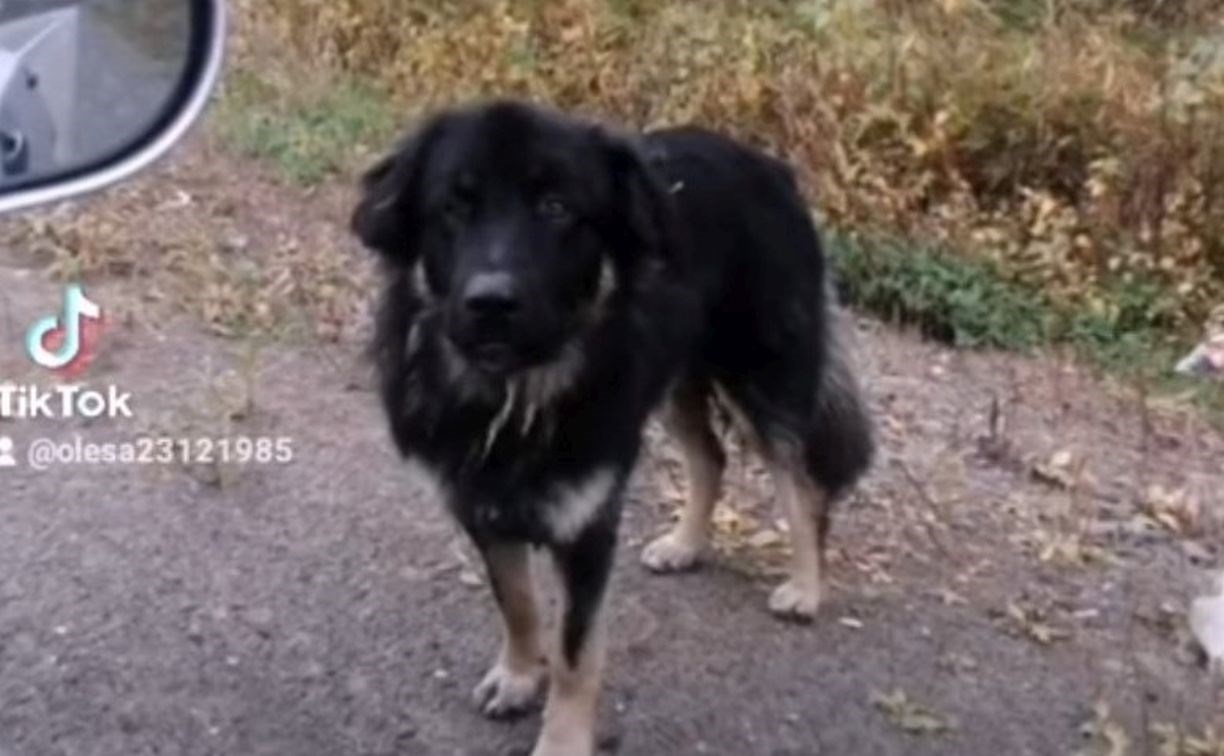 Бездомная собака погибла в ДТП на Сахалине во время отлова