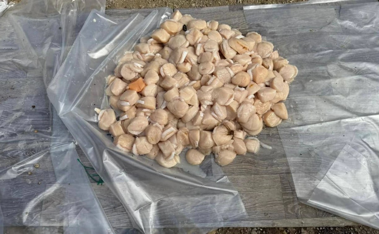 Четверым сахалинцам предъявили обвинение в деле о морских гребешках почти на полмиллиона рублей