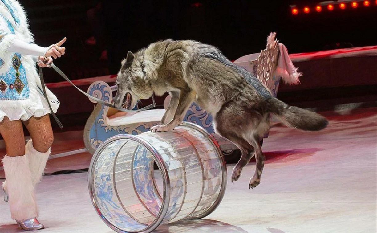 Почти 50 на 50: мнения россиян о запрете на выступления животных в цирке разделились