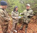 В Корсаковском районе пересчитают шелкопряда перед весенней обработкой лесов