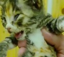 История невероятного спасения на Сахалине: котенок выжил после появления на свет в печке
