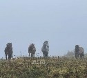 Туман опустится на Сахалинскую область в последний день весны