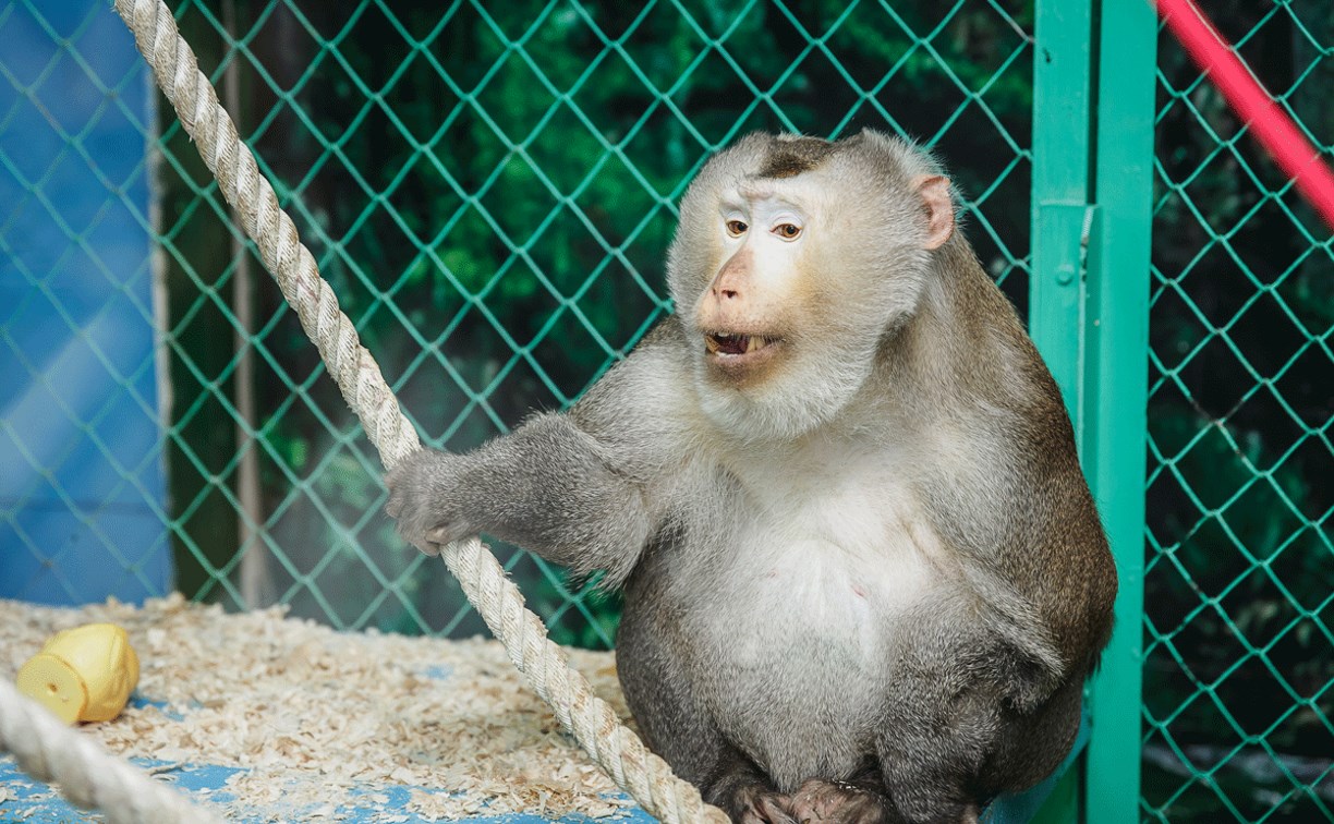 Карамельками и салатом угостят обезьян в сахалинском зоопарке