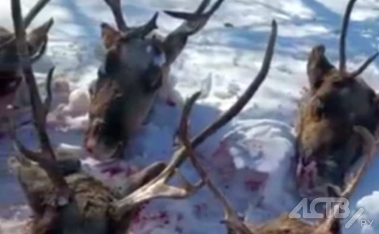 "Хабаровчане или местные?": сахалинцы озвучивают версии кровавой расправы над оленями