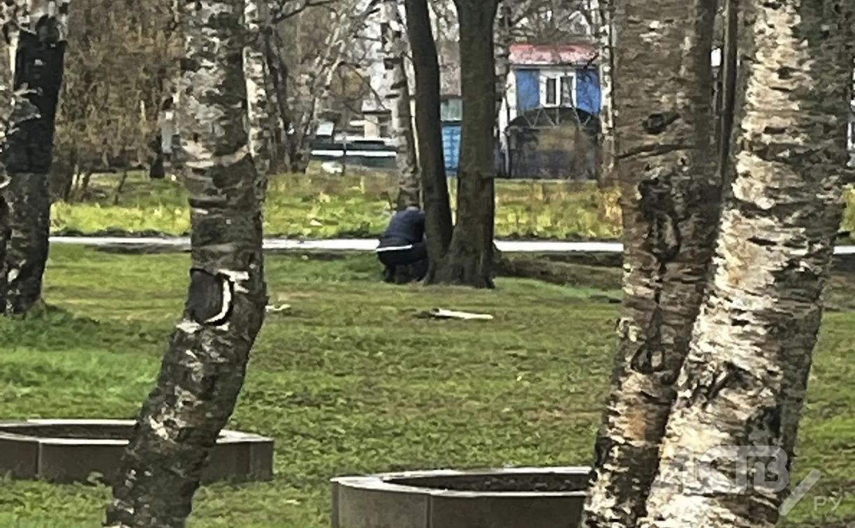 Копаются в траве днём и ночью: нетипичные посетители сквера вызывают подозрения у южносахалинцев