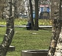 Копаются в траве днём и ночью: нетипичные посетители сквера вызывают подозрения у южносахалинцев