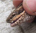 На Кунашире найдены ядовитые змеи
