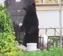 Медведь на Сахалине пришел к дачнику за помоями