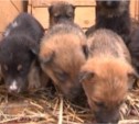В пункте передержки Южно-Сахалинска сейчас обитают 65 собак