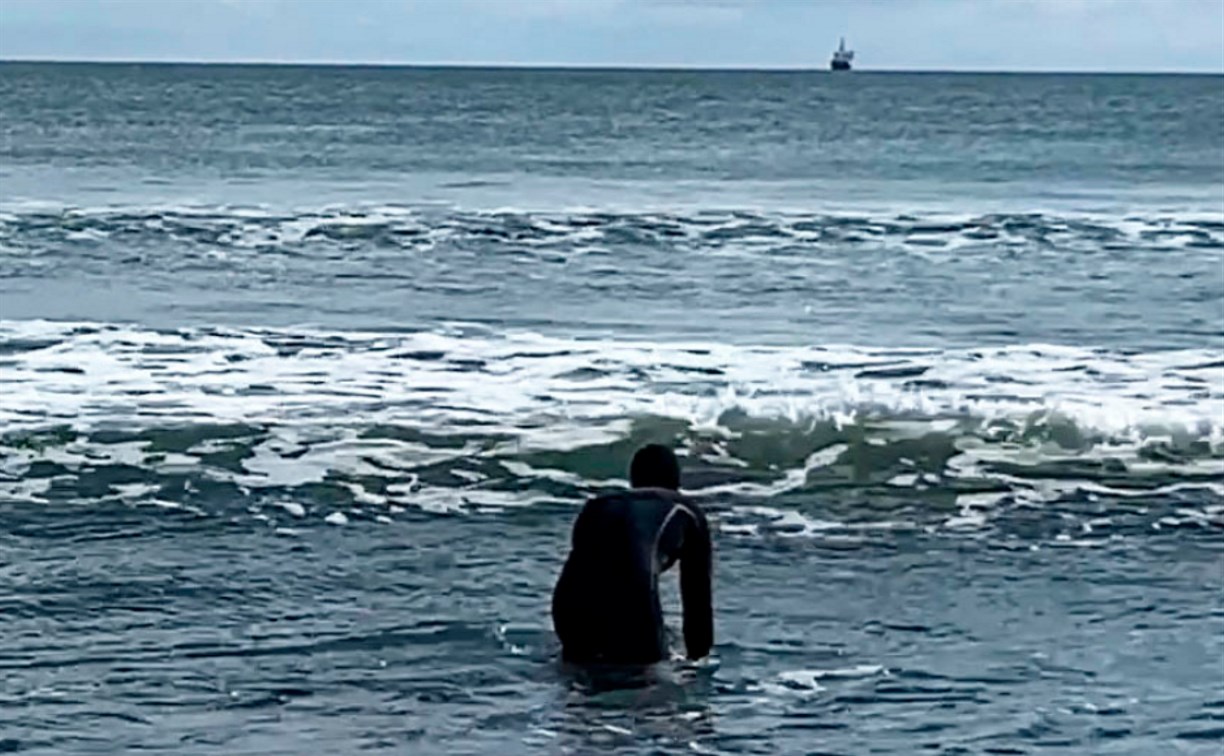 На Кунашире спасли морскую свинью, застрявшую во льдах