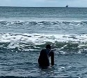 На Кунашире спасли морскую свинью, застрявшую во льдах