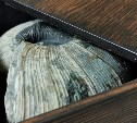 Сахалинец показал моллюска, которому 70 миллионов лет