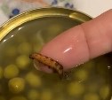 Упитанную гусеницу в банке с горошком нашла сахалинка