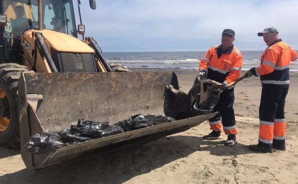 Городской пляж на Сахалине очистили от мёртвых птиц