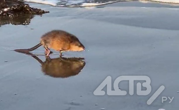 "Ты кто?": огромная "крыса" пробежалась по пляжу на Сахалине