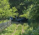 Медведь на Курилах два часа истошно кричал возле дачного посёлка