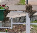 Пчёлы "сбежали" от хозяина и облепили дорожное ограждение в Смирных