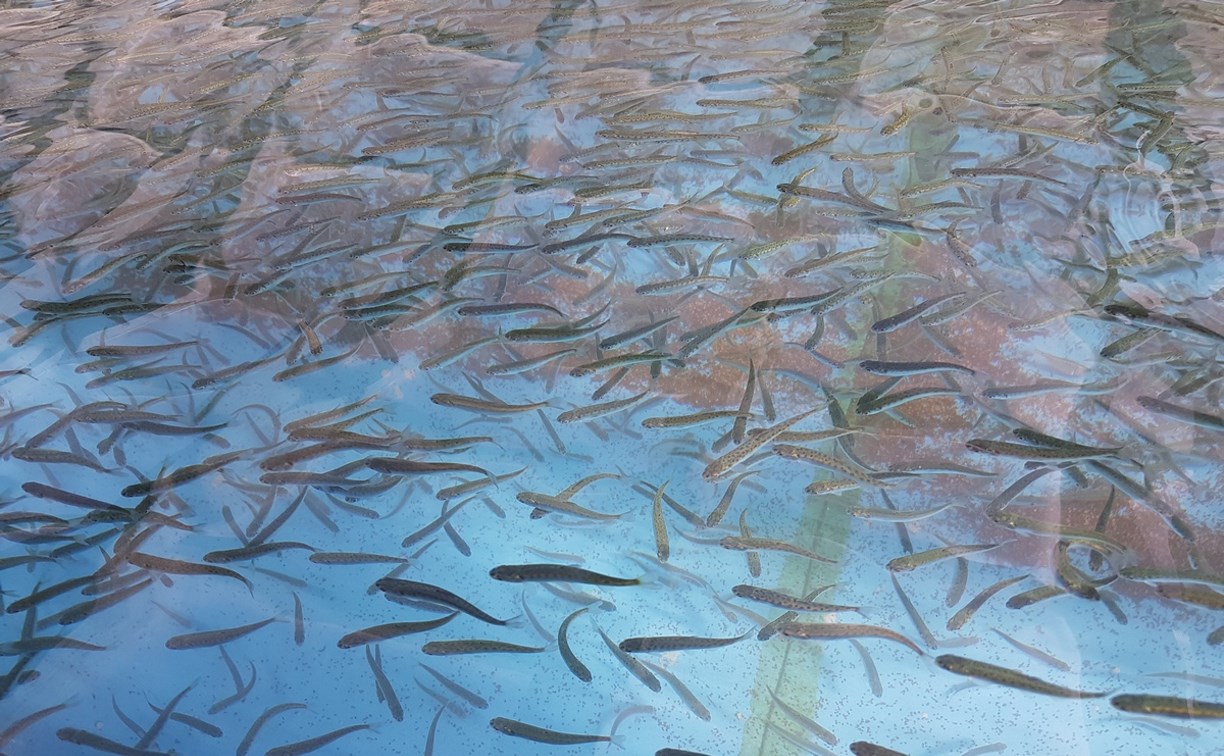 Сахалинские предприятия планируют выпустить не менее млрд мальков лосося