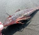 У берегов Сахалина обнаружили редкого для региона "морского петуха"