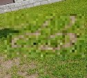 Неизвестные оставили неприличный рисунок на газоне в парке Южно-Сахалинска