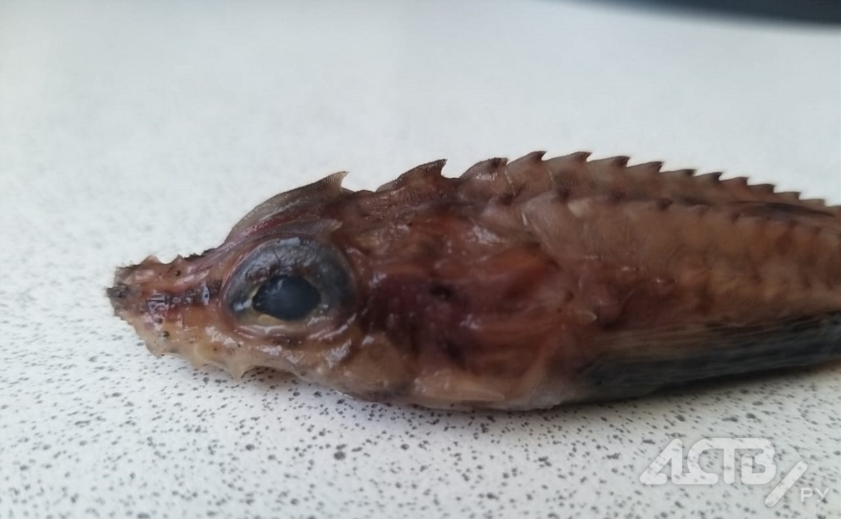 Сахалинцы внутри купленного в магазине кальмара обнаружили странное существо