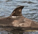 ФСБ завела новые дела из-за «китовой тюрьмы» в Приморье