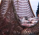 Сахалинский чиновник вымогал рыбу у нивхов