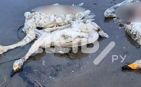 Происшествия