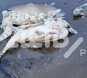 Очевидцы: "Потрошенных краснокнижных лебедей выбросило на берег за Песчанским"