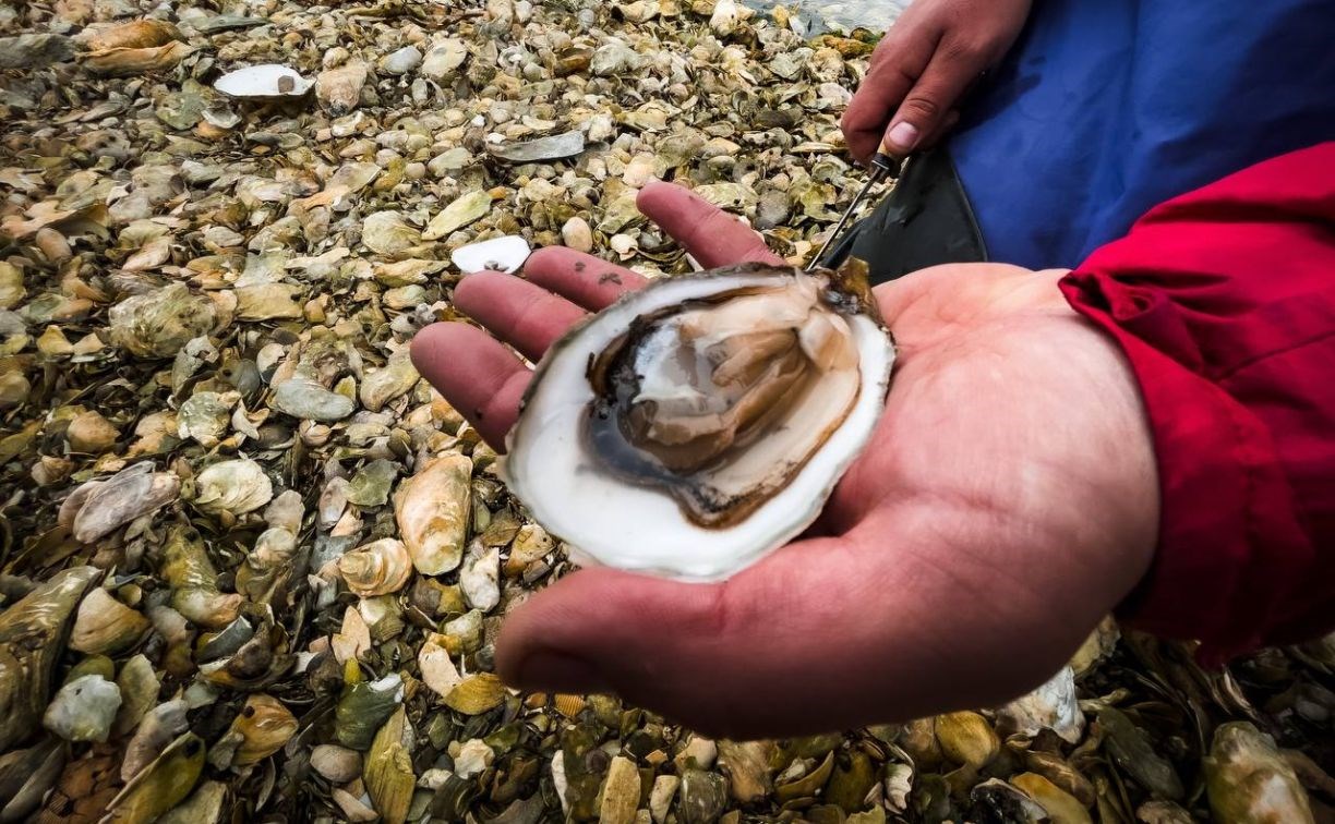 Сахалинец показал тонны морских деликатесов на берегу, которые могут вызывать отвращение