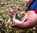 Сахалинец показал тонны морских деликатесов на берегу, которые могут вызывать отвращение