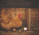 С начала года на Сахалине произвели 58 миллионов яиц